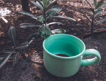 Close-up of potted plant on table