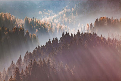 Panoramic view of trees in forest against sky