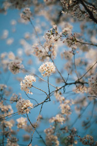 Close-up of pink cherry blossom