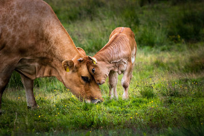 Cows in a field