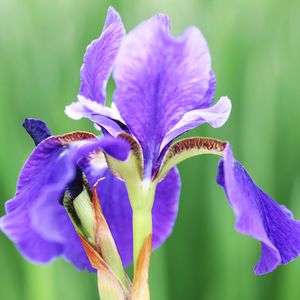 Close-up of purple iris