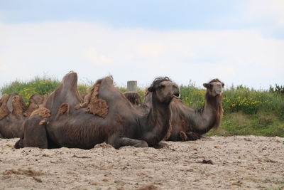 Flock of camel on the field