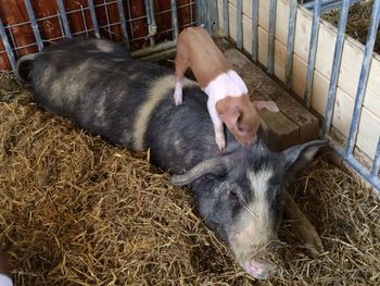 Dog resting on couch