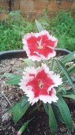 Close-up of pink flowers blooming outdoors