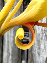 Close-up of yellow flower