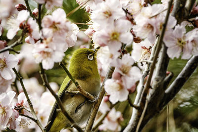Close-up of white perching on tree