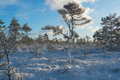 Estonian bog in winter. 