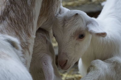 Close-up of a sheep