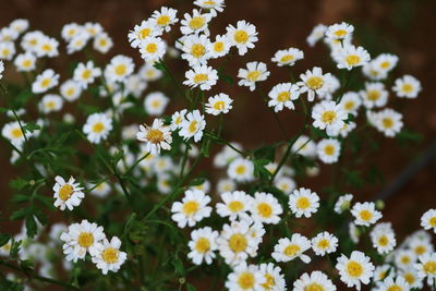 Close-up of flowers blooming outdoors