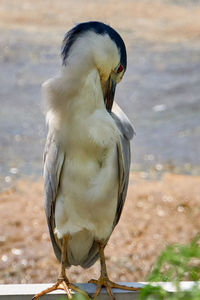 Close-up of a bird