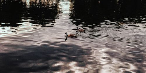 High angle view of birds swimming in lake