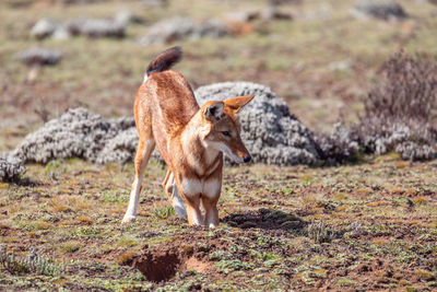 Tiger standing on field