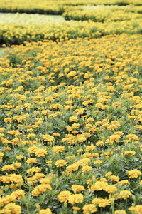 Close-up of yellow flowering plants on field