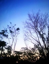 Low angle view of silhouette trees against clear sky