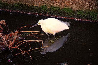 High angle view of birds in lake