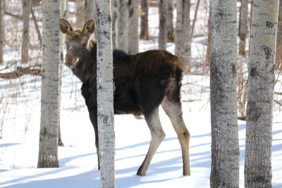 Horse standing on snow covered tree