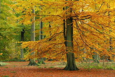 Trees in autumn