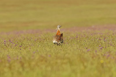 Bird on a field