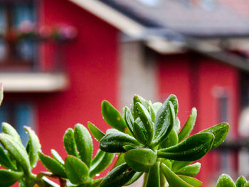 Close-up of plant against blurred background