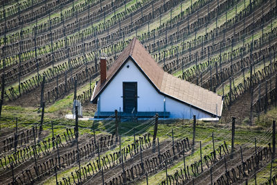 Scenic view of agricultural field