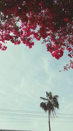 Low angle view of tree against sky