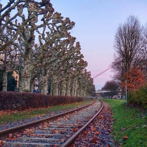 Railroad track amidst trees