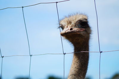 Close-up of a bird against clear sky