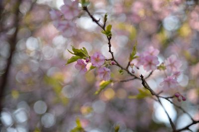 Close-up of pink cherry blossoms in spring