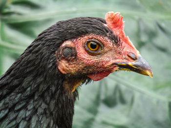 Close-up of a bird