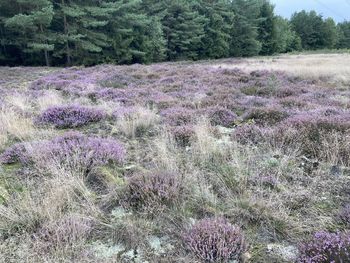 View of purple flowering plants on land