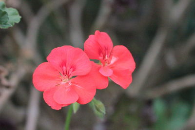 Close-up of pink flower