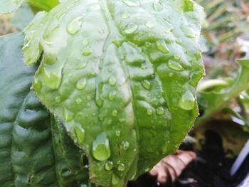 Close-up of raindrops on leaf