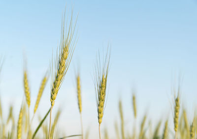 Close-up of stalks in field against sky