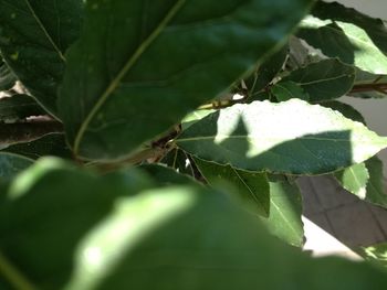 Close-up of green leaves on plant