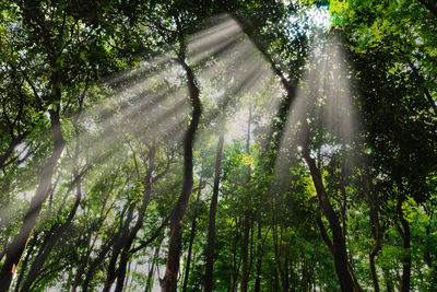 Low angle view of sunlight streaming through trees in forest