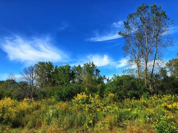 Trees on field against blue sky