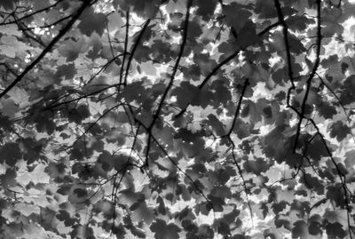 Low angle view of blooming tree