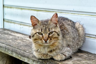 Close-up portrait of a cat