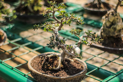 Close-up of small potted plant