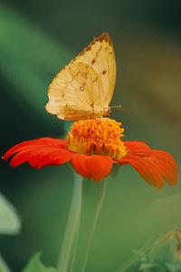 Close-up of butterfly on flower