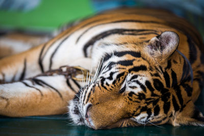 The tiger is sleeping