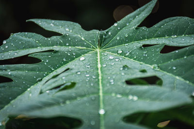 Close-up of raindrops on leaves