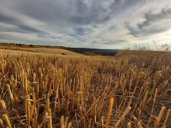 View of stalks in field against cloudy sky