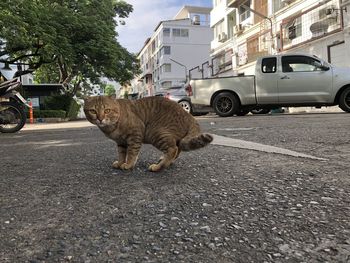 Cat sitting on road in city
