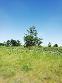 Scenic view of field against clear blue sky