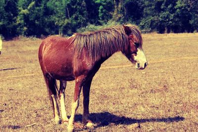 Horse grazing on field