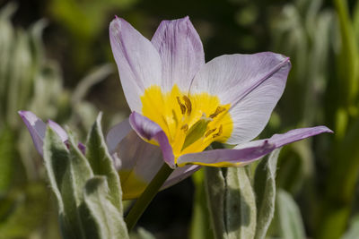 Close-up of purple flower