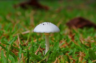 Close-up of white mushroom on grass