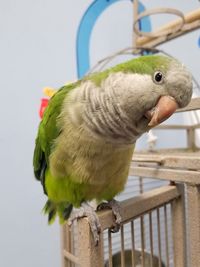 Close-up of parrot perching in cage