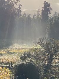 Scenic view of forest against sky